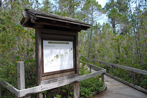 Pygmy Forest at Van Damme State Park, Mendocino County, CA